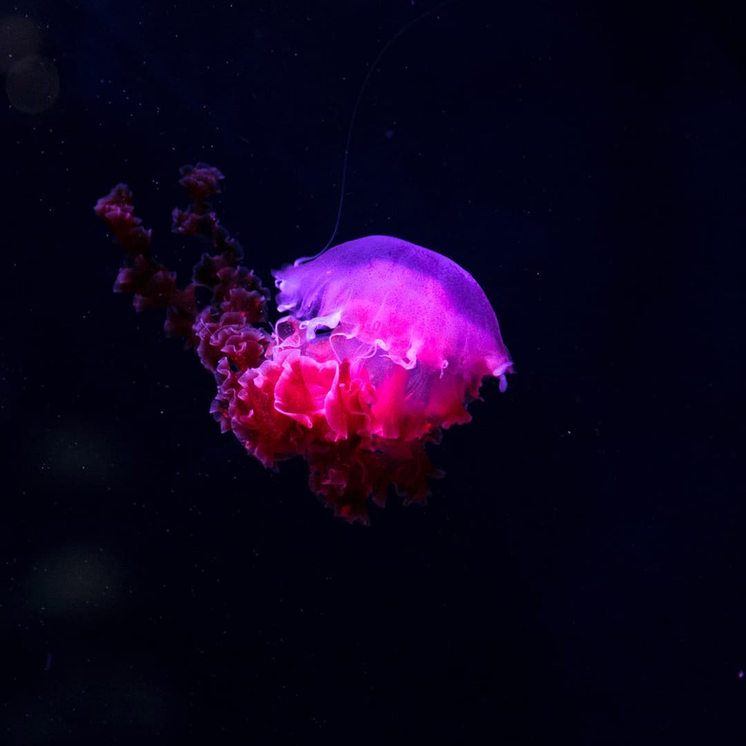 The Origins of Rave Culture: An Introduction